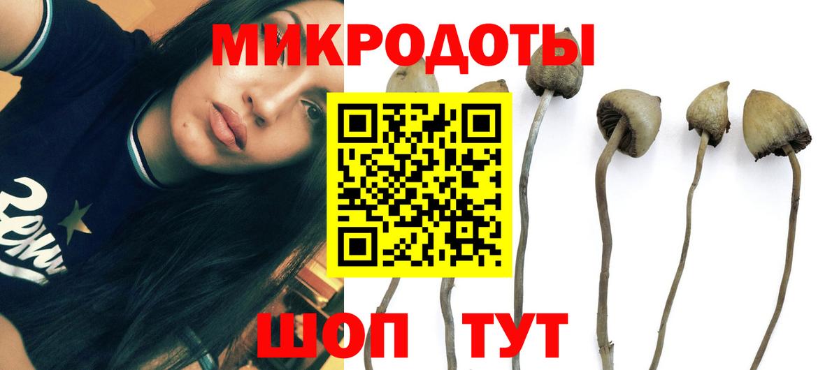 Псилоцибиновые грибы Psilocybe Первоуральск